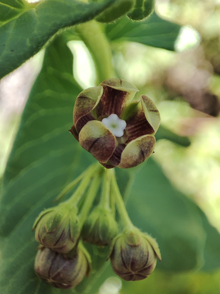 Schizoglossum amatolicum