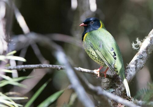 Band-tailed Fruiteater (Pipreola intermedia), photo 9