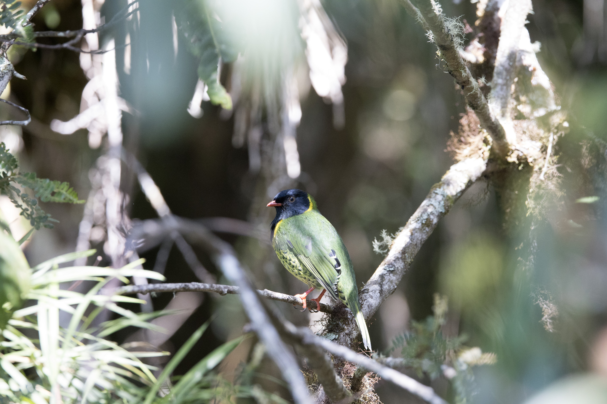 Band-tailed Fruiteater (Pipreola intermedia), photo 2