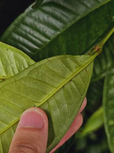 Syzygium borneense, photograph 5