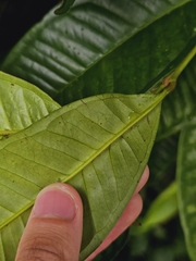 Syzygium borneense, photograph (c) pbsg, some rights reserved (CC BY)