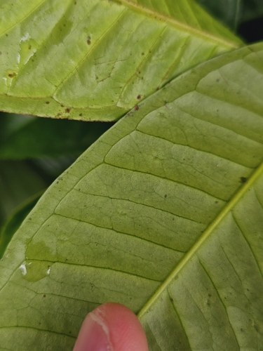 Syzygium borneense, photograph 6