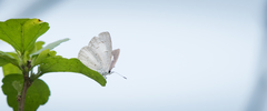 Celastrina lavendularis himilcon