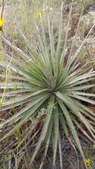 Puya meziana