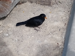 Turdus merula