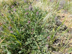Trifolium albopurpureum