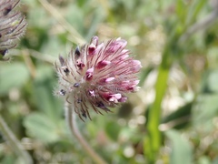 Trifolium albopurpureum