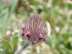Trifolium albopurpureum