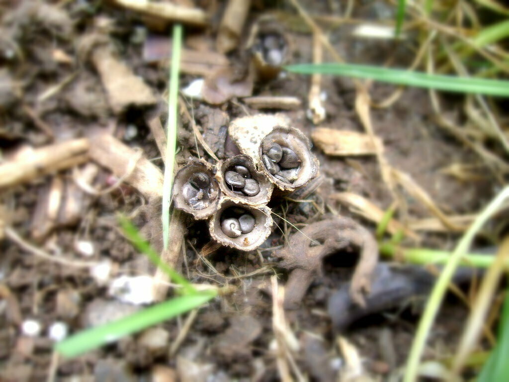 Cyathus olla · January 2009 · photo: © hector_montero (iNaturalist, cc-by)