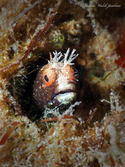 Roughhead Blenny photo 3