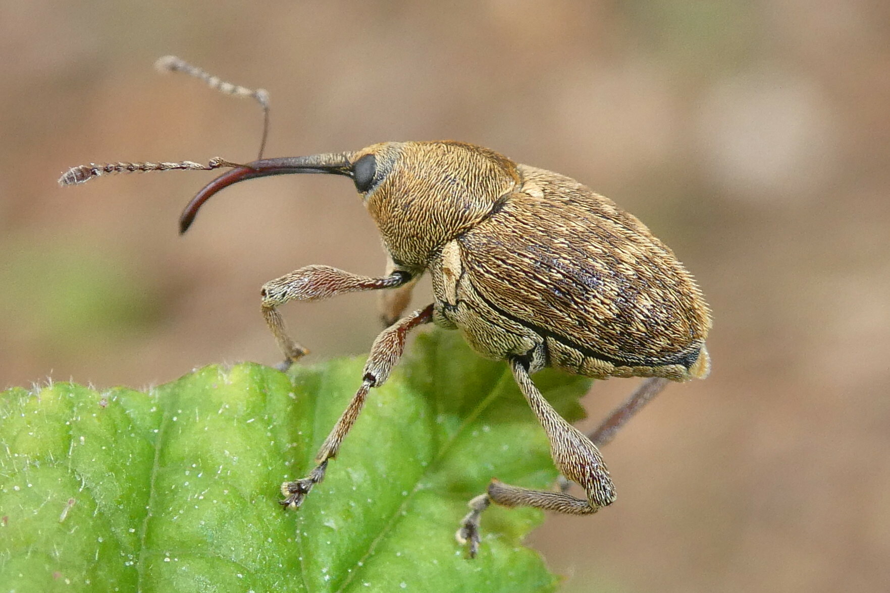 Nut Weevil (Curculio nucum) · iNaturalist