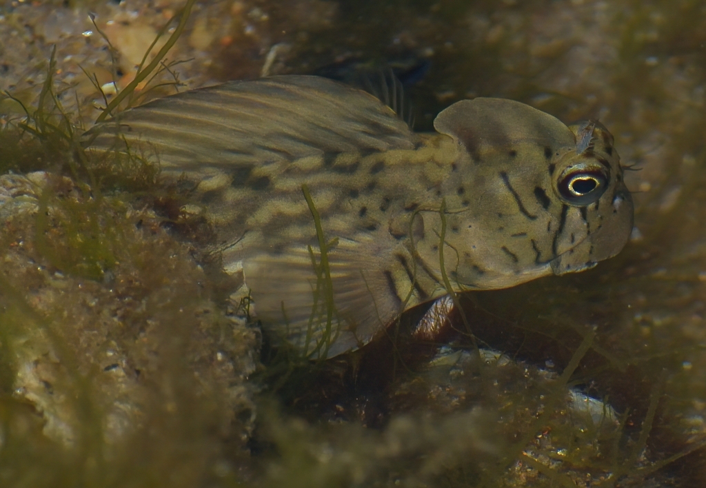 Black-lined Blenny