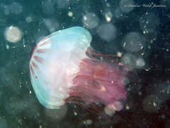 Chrysaora quinquecirrha