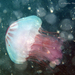 Chrysaora quinquecirrha