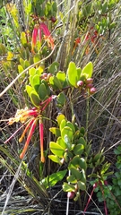 Tristerix penduliflorus