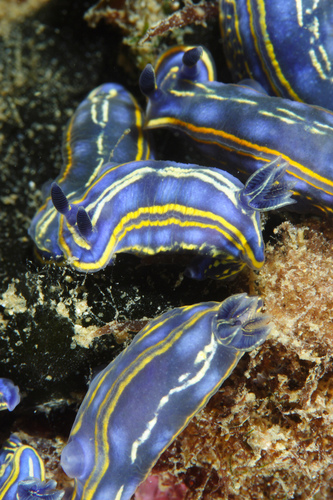 Two Lined Dorid