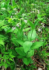 Vincetoxicum ascyrifolium