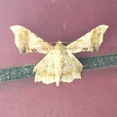 Krananda oliveomarginata