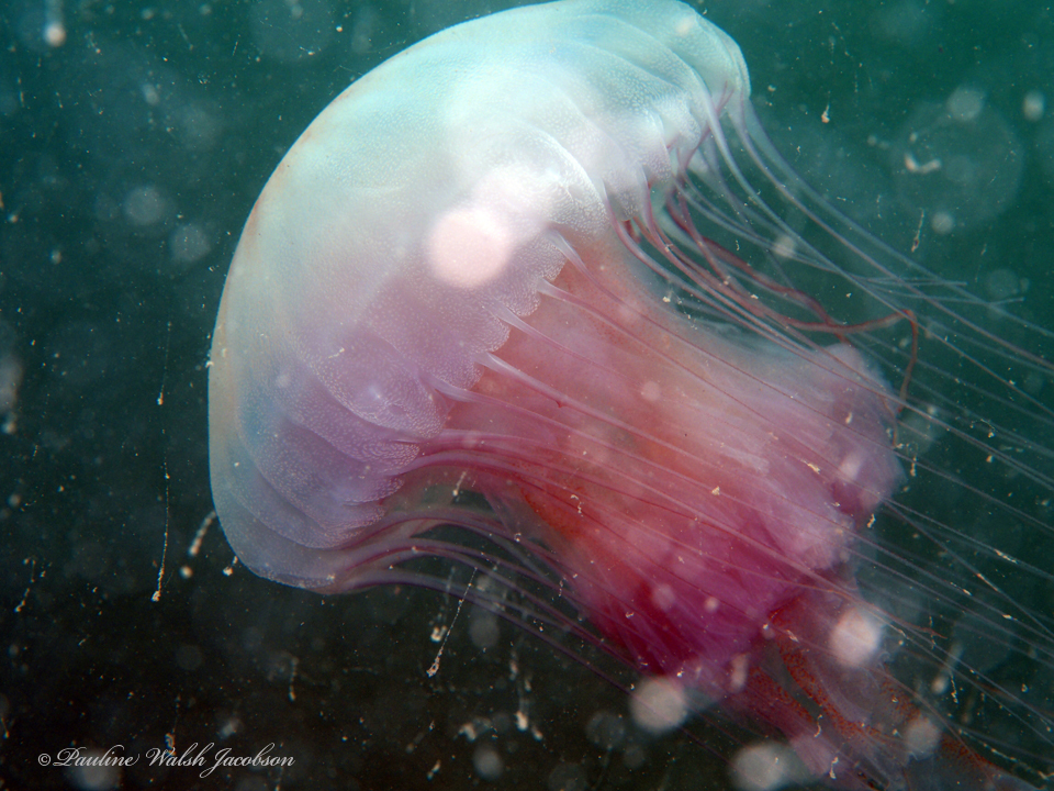 Atlantic sea nettle