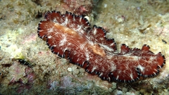 Pseudobiceros fulgor