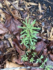 Galium aparine aparine