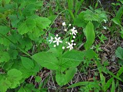 Vincetoxicum ascyrifolium