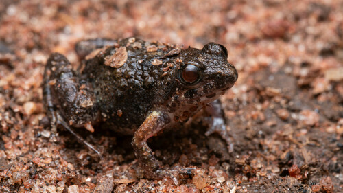 Mababe puddle frog