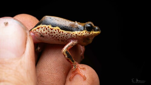 Margined Reed Frog