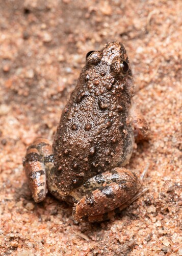 Natal Puddle Frog