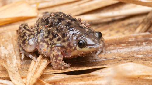 Mottled Shovel-nosed Frog