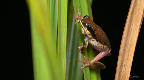 Margined Reed Frog