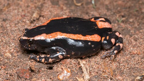 Red-Banded Rubber Frog