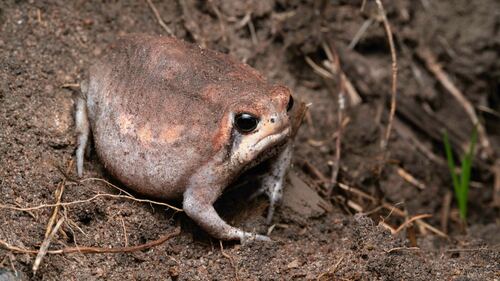 Power's Rain Frog