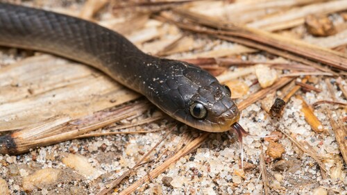 Red-lipped Snake