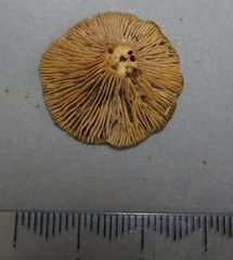 Lactarius umerensis