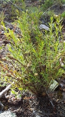 Baccharis boliviensis