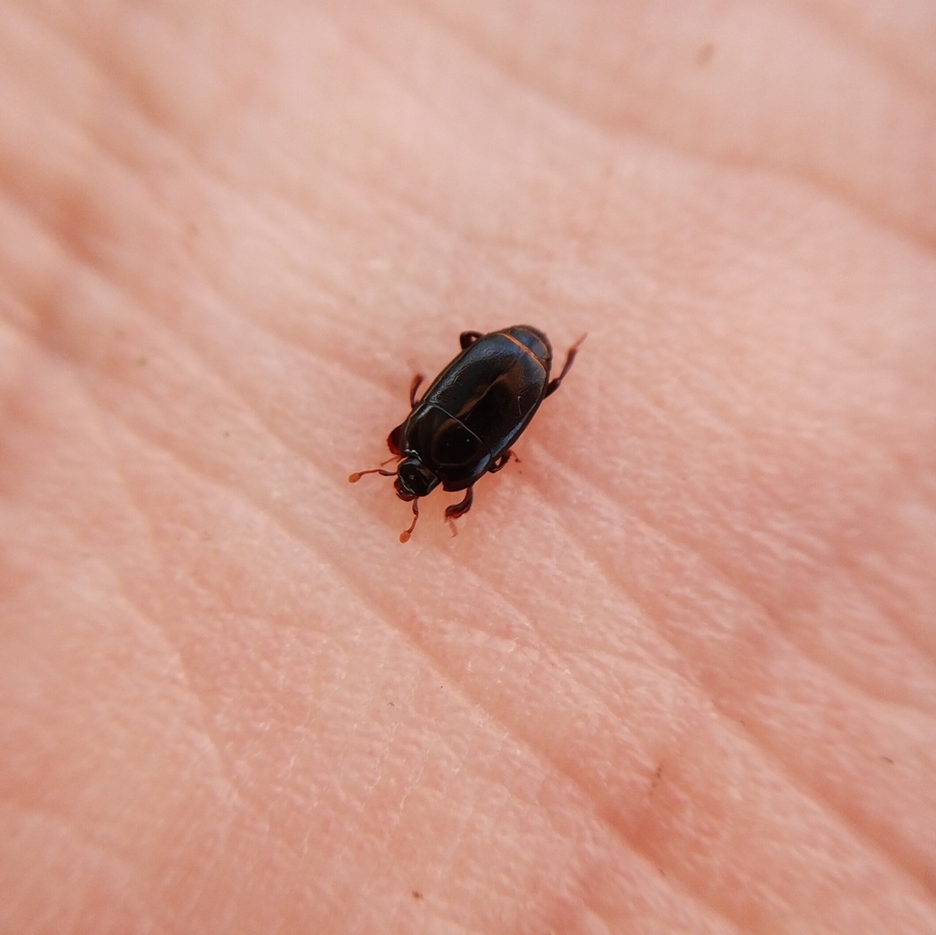 Platylomalus complanatus