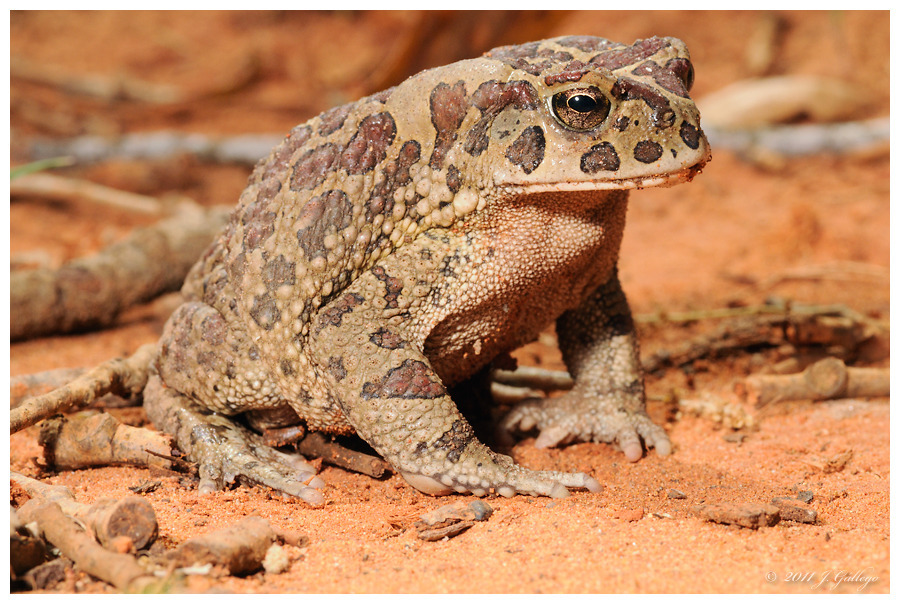 Berber Toad