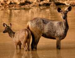 Sambar photo 3