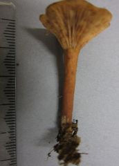 Lactarius umerensis