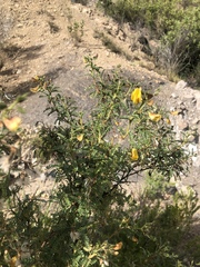 Adesmia miraflorensis