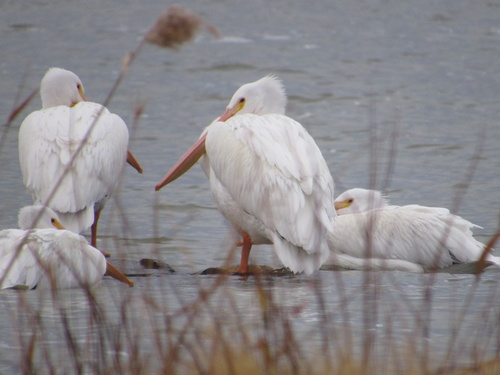 American White Pelican photographed in Oklahoma
