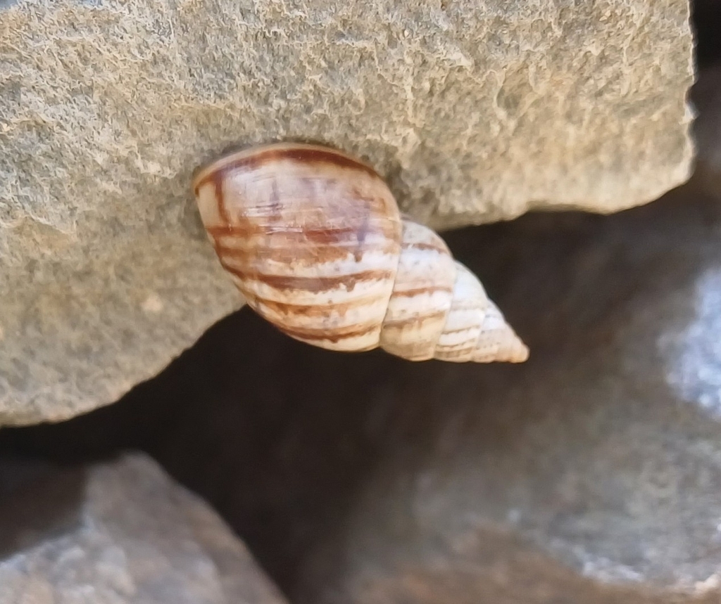 Bostryx virgultorum