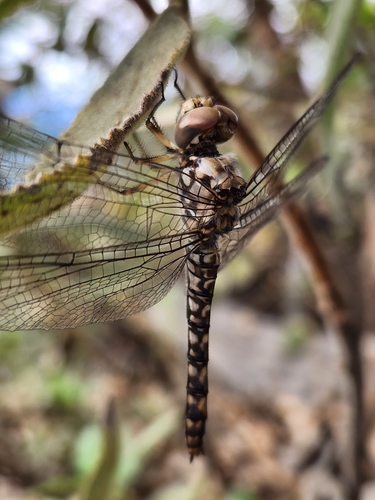 Red Rock Skimmer photo 3