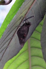 Erionota acroleuca apicalis