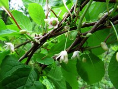 Schisandra chinensis