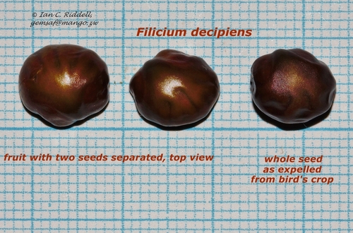 Filicium decipiens