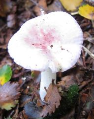 Russula roseopileata
