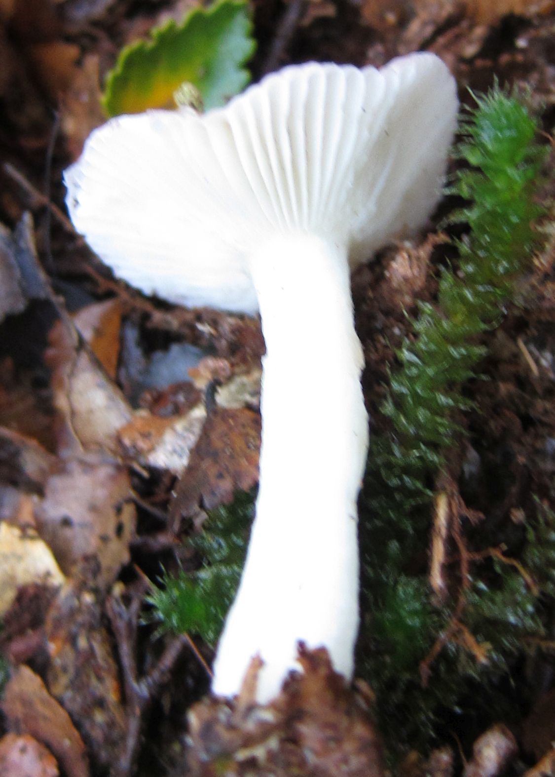Russula roseopileata image