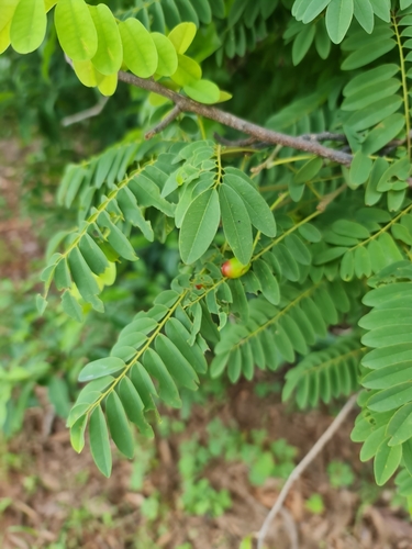 shortpod